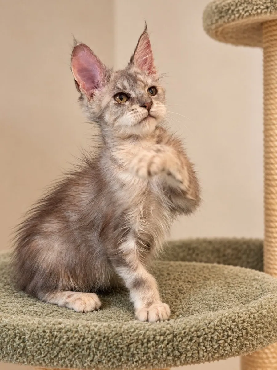 Beautiful Purebreed  maine coon girl gene tested - Image 2