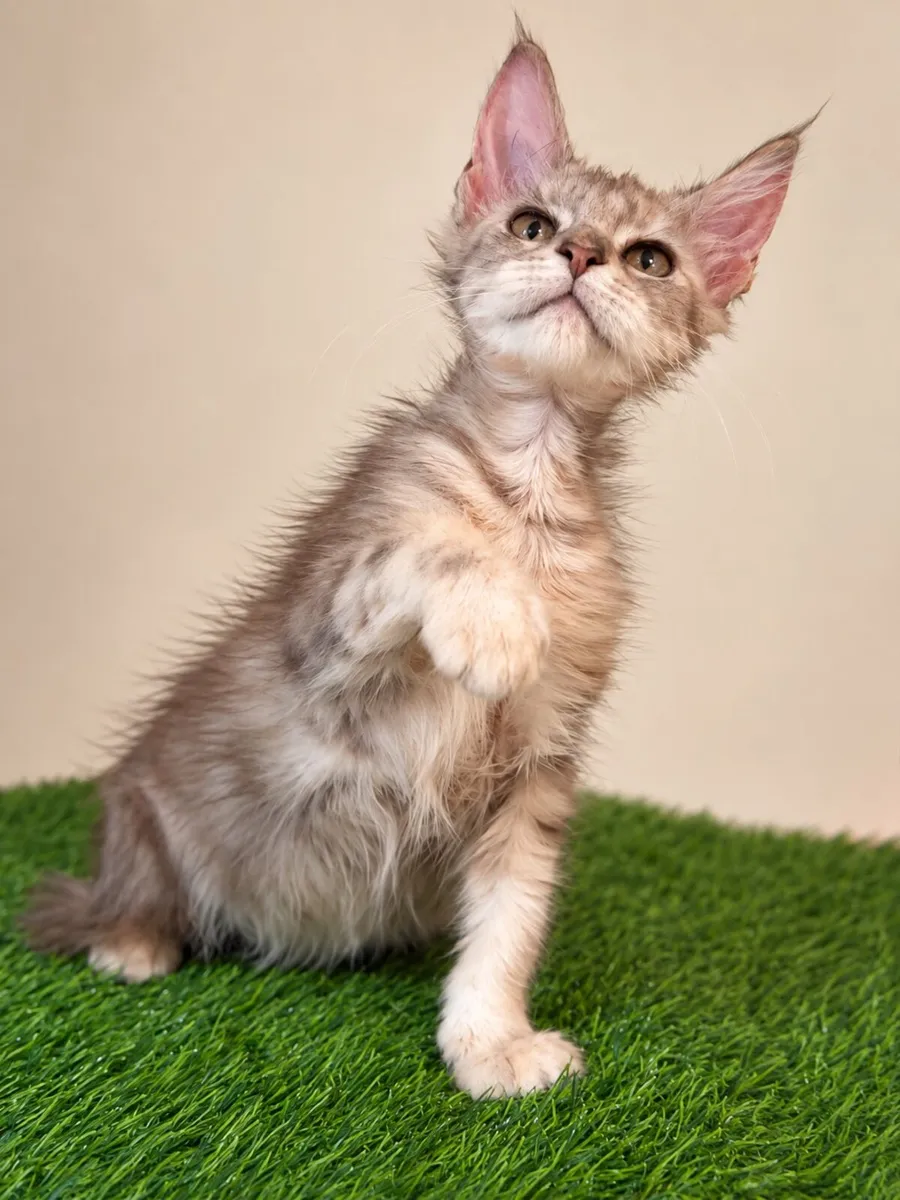 Beautiful Purebreed  maine coon girl gene tested - Image 3