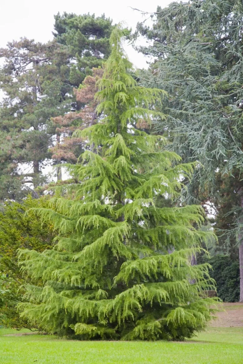 4  Deodar Cedar Trees