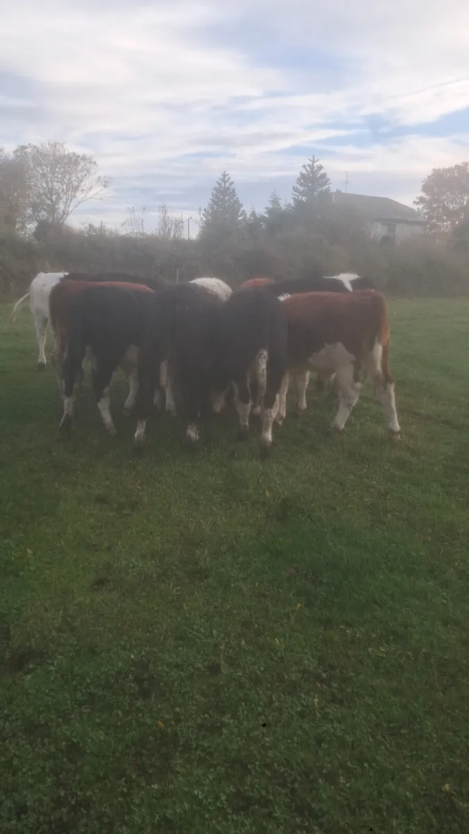 Suckler bred heifer weanlings - Image 2