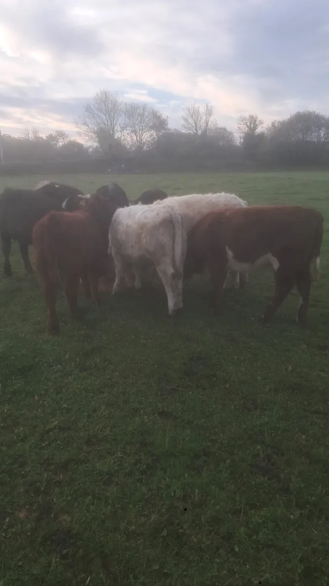 Suckler bred heifer weanlings - Image 3