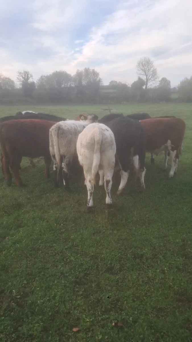 Suckler bred heifer weanlings - Image 4