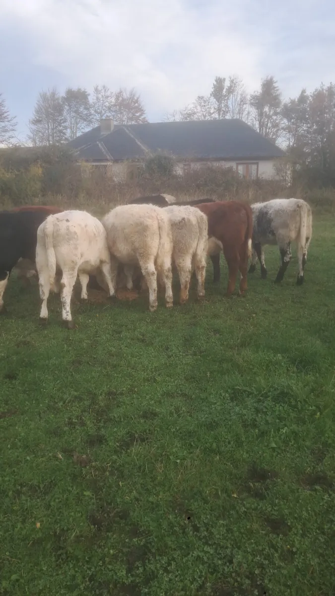 Suckler bred heifer weanlings - Image 1