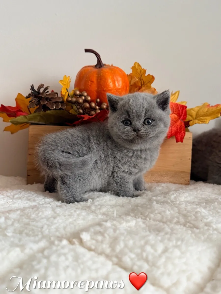 British shorthair kittens - Image 3