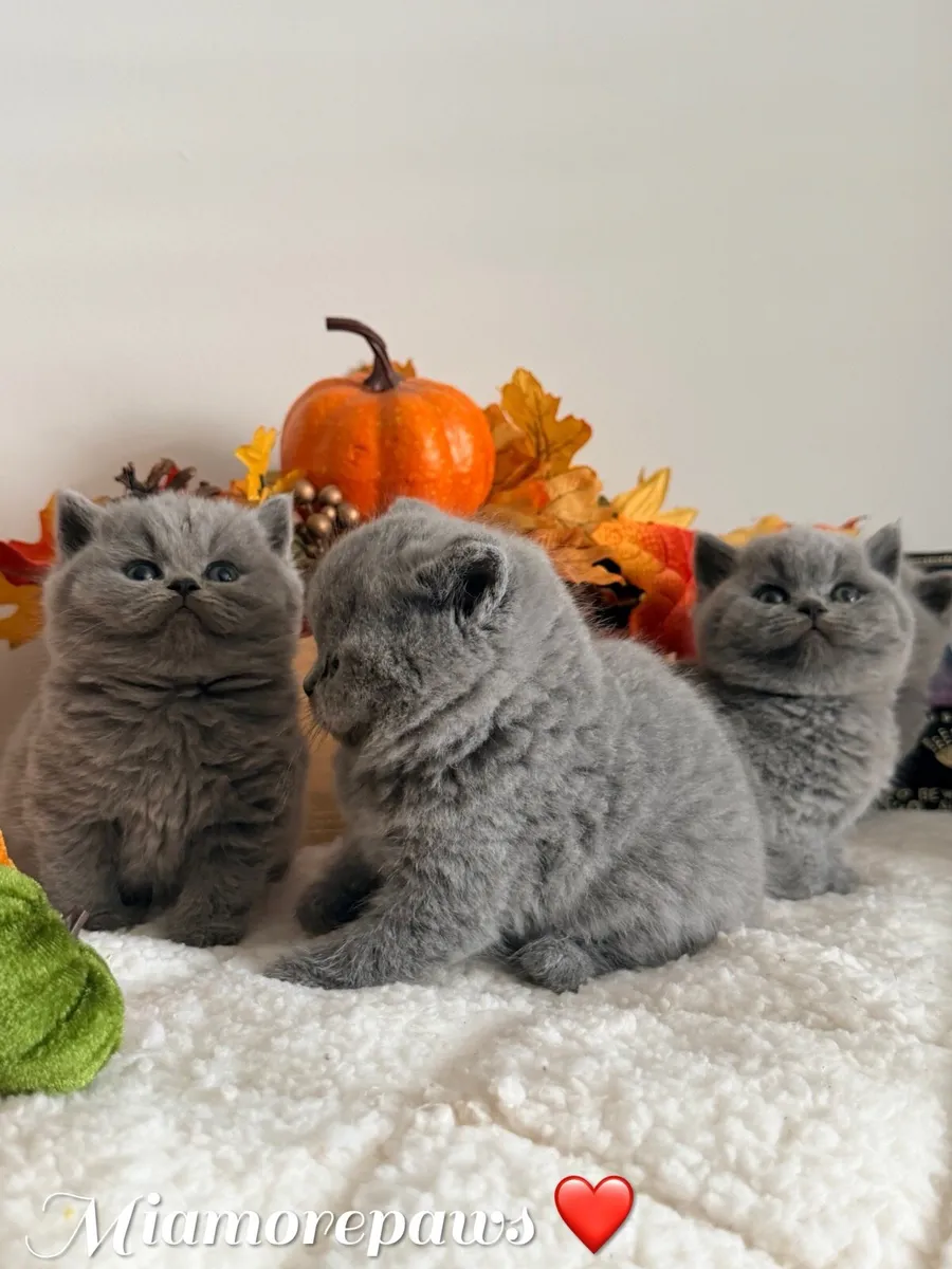 British shorthair kittens - Image 4