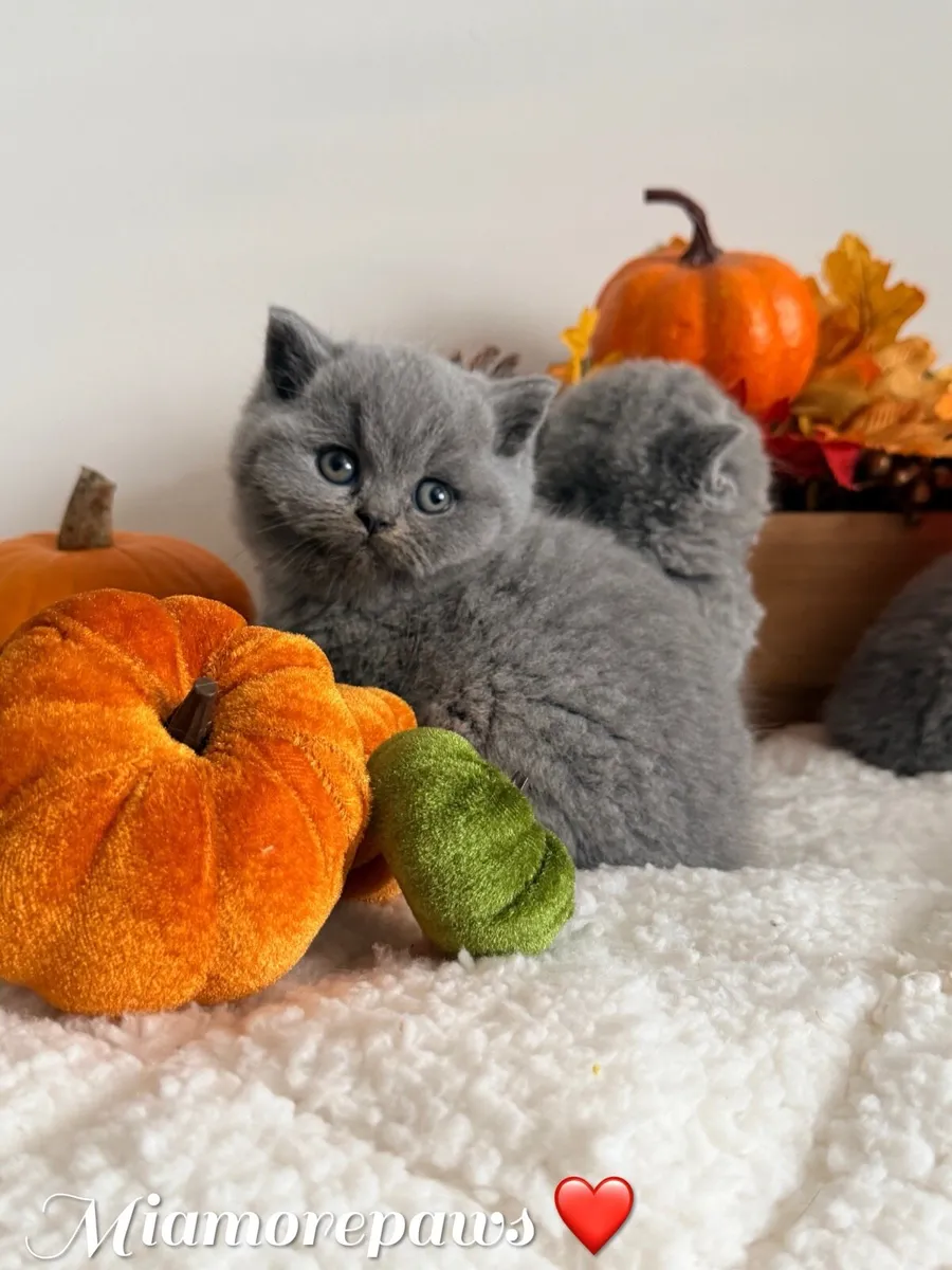 British shorthair kittens - Image 1