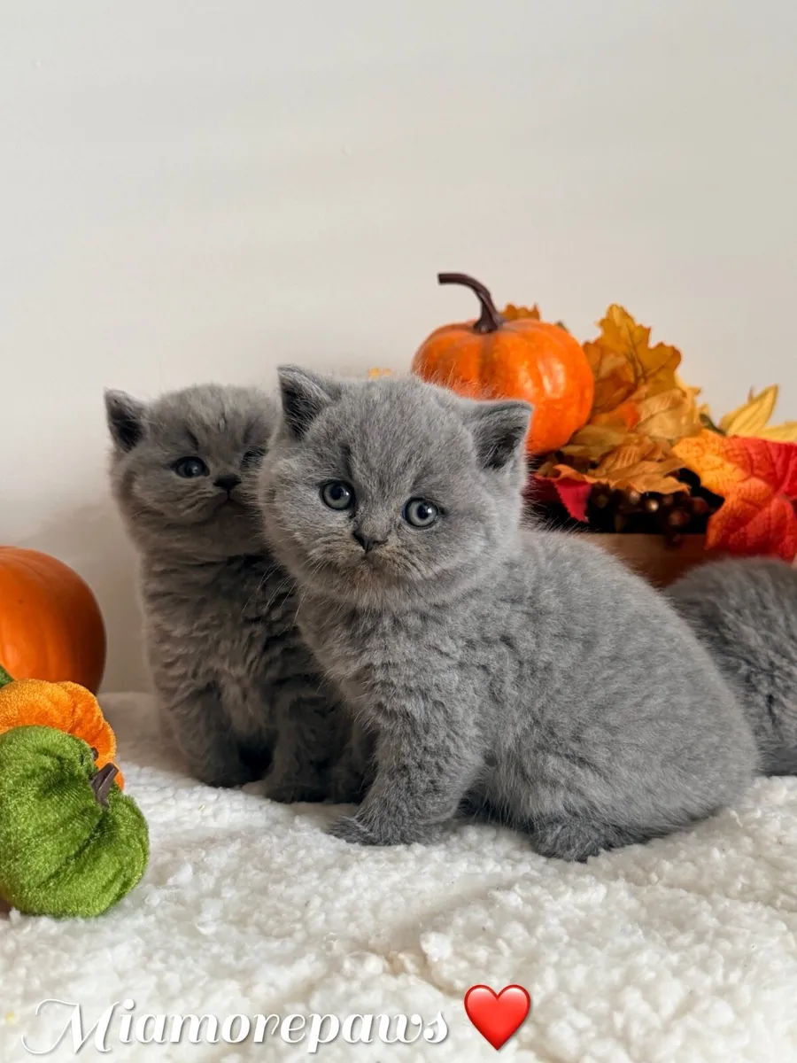 British shorthair kittens - Image 2