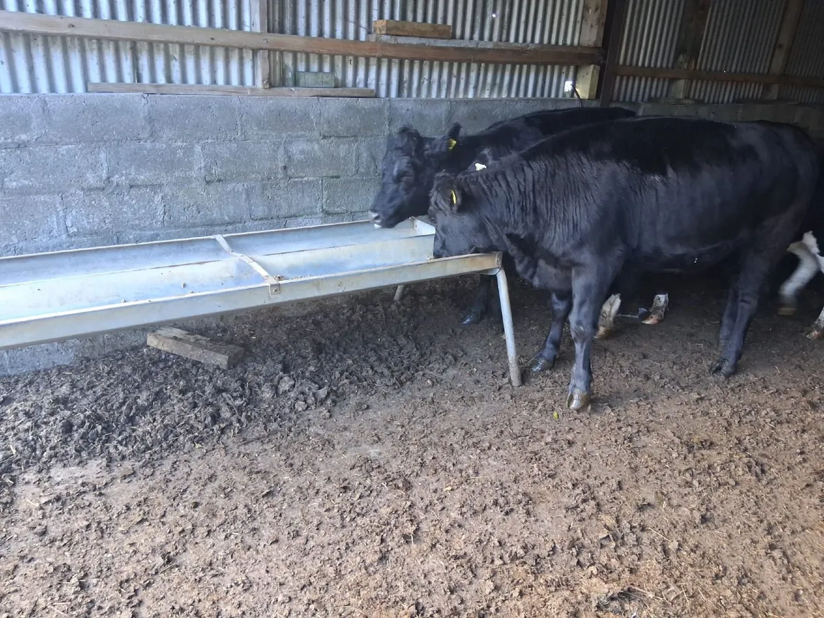 ANGUS HEIFERS - Image 2