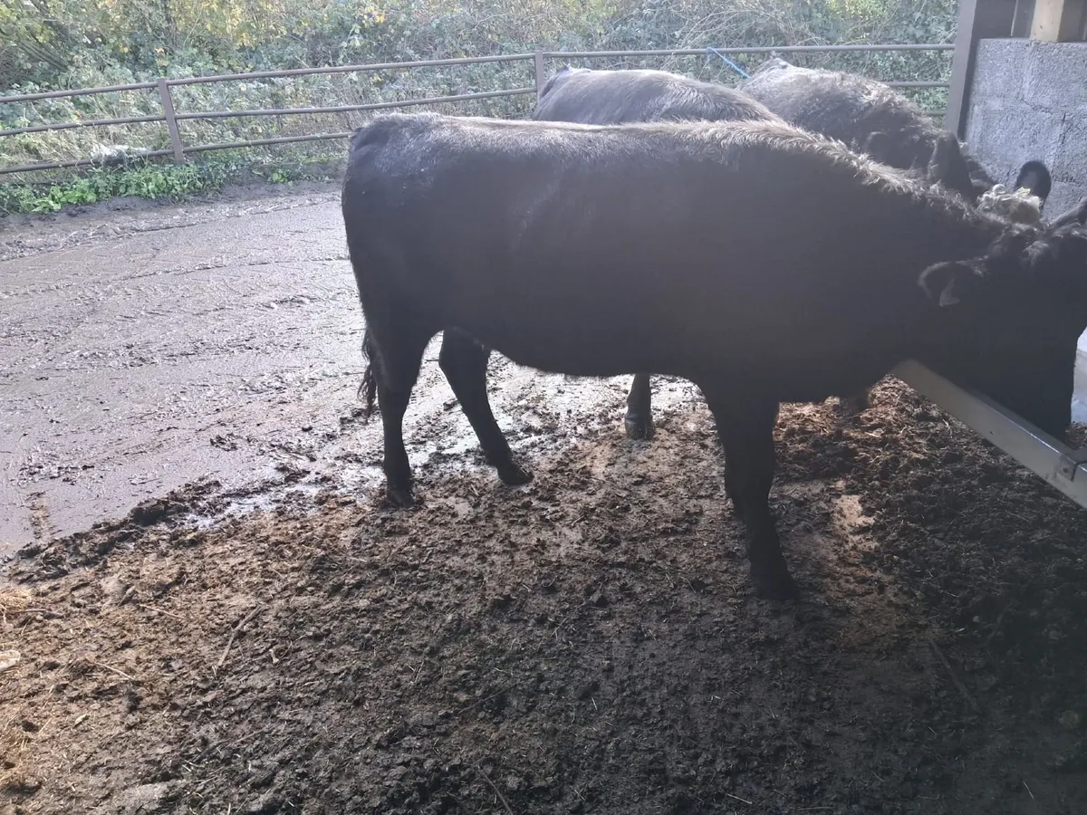 ANGUS HEIFERS - Image 3