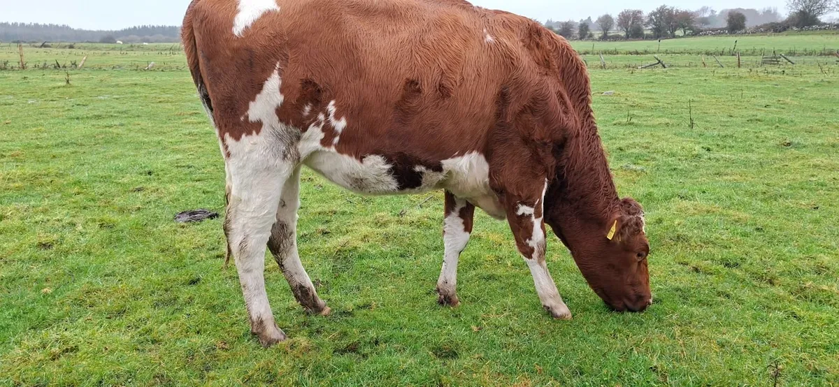 Dairy Springers - Image 2