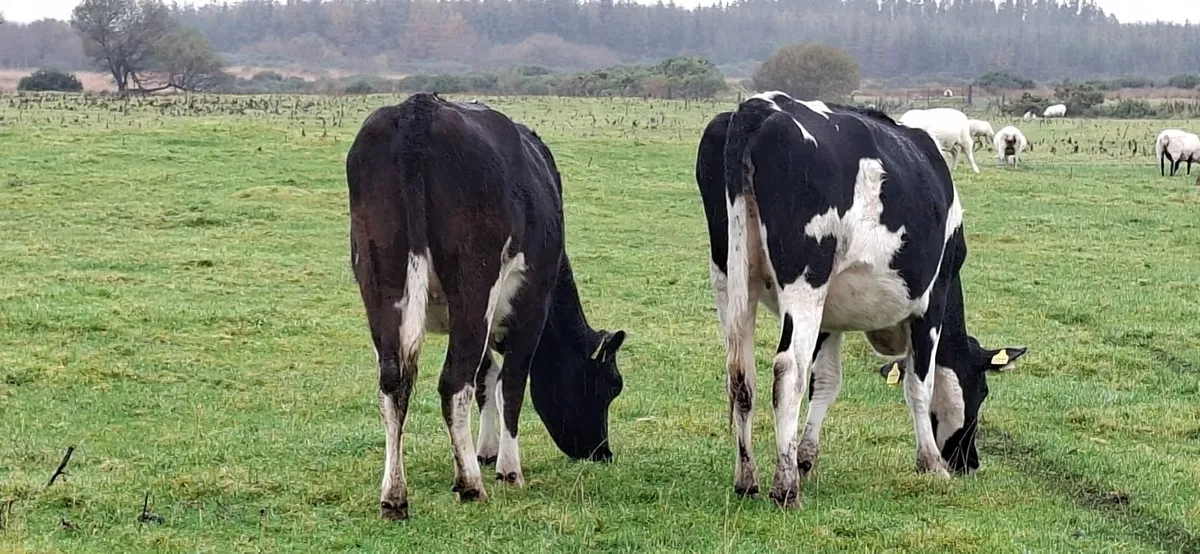 Dairy Springers - Image 3