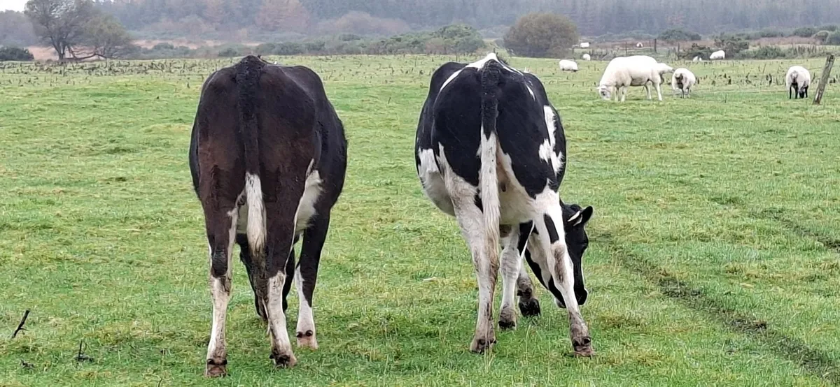 Dairy Springers - Image 1