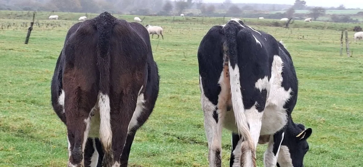 Dairy Springers - Image 4