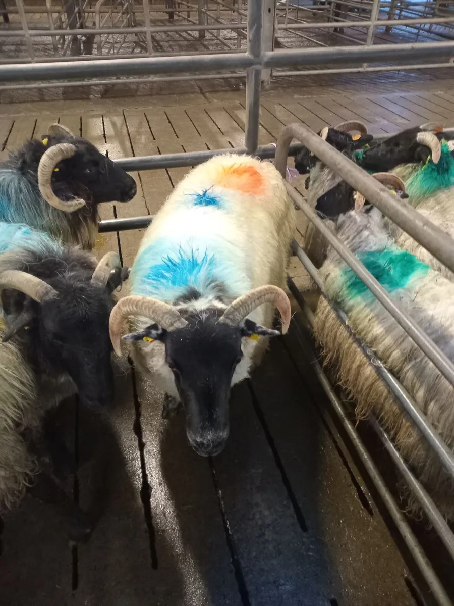 Young Mountain Ewes - Image 4