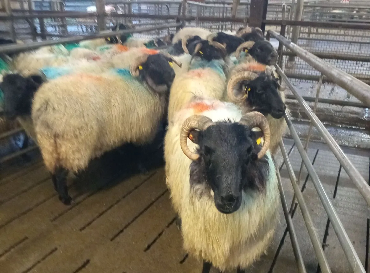 Young Mountain Ewes - Image 1
