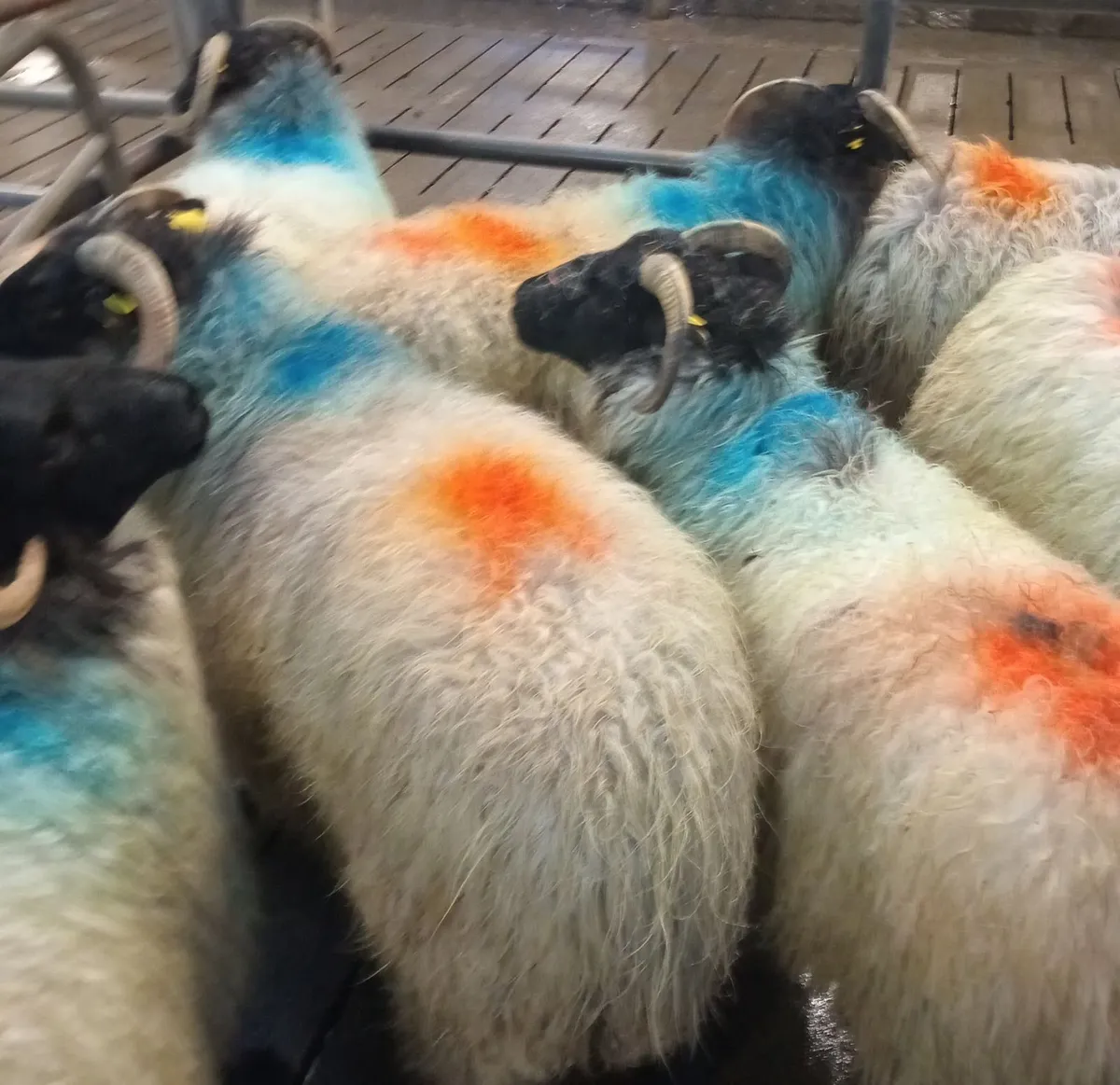 Young Mountain Ewes - Image 2