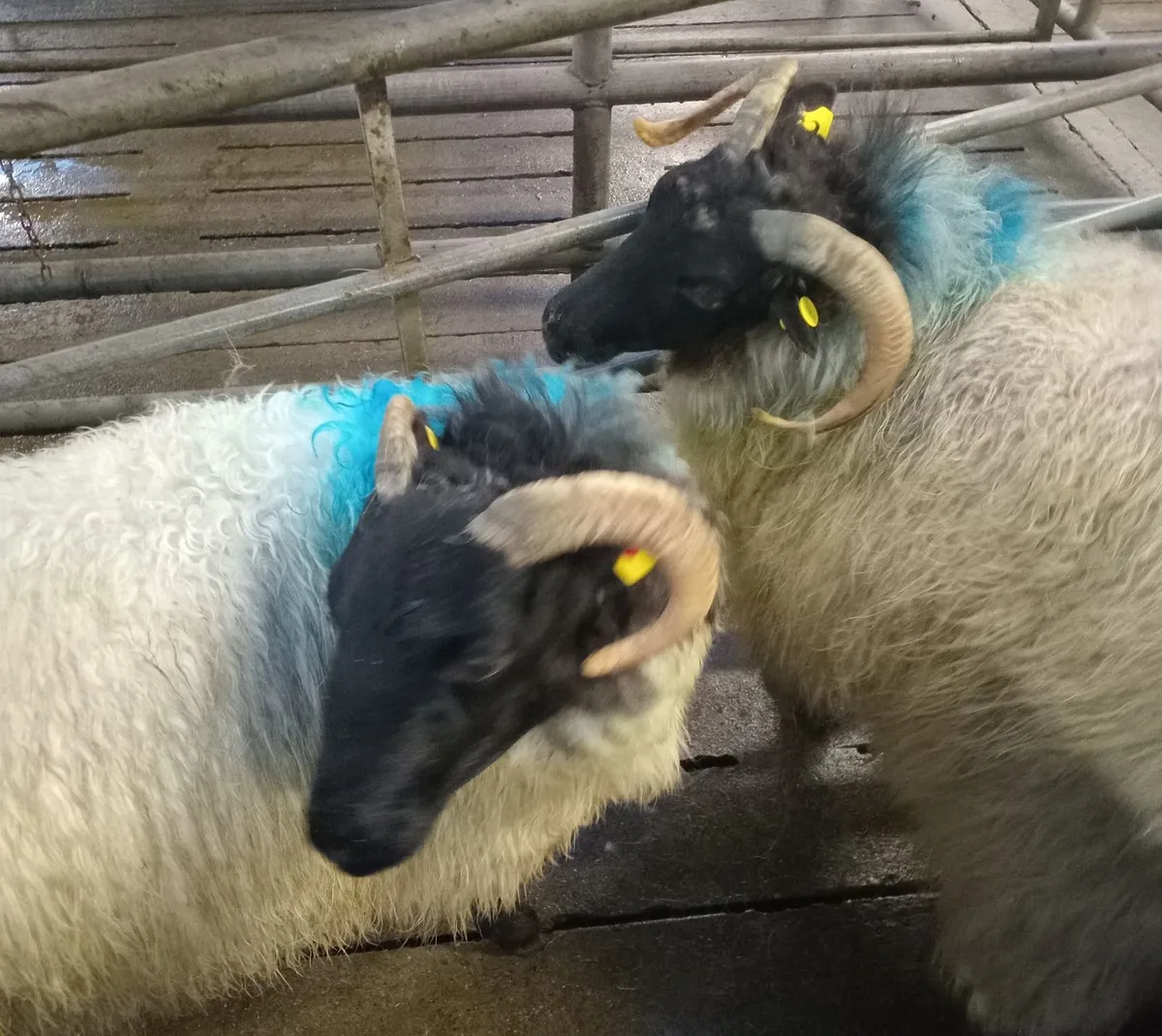 Young Mountain Ewes - Image 3