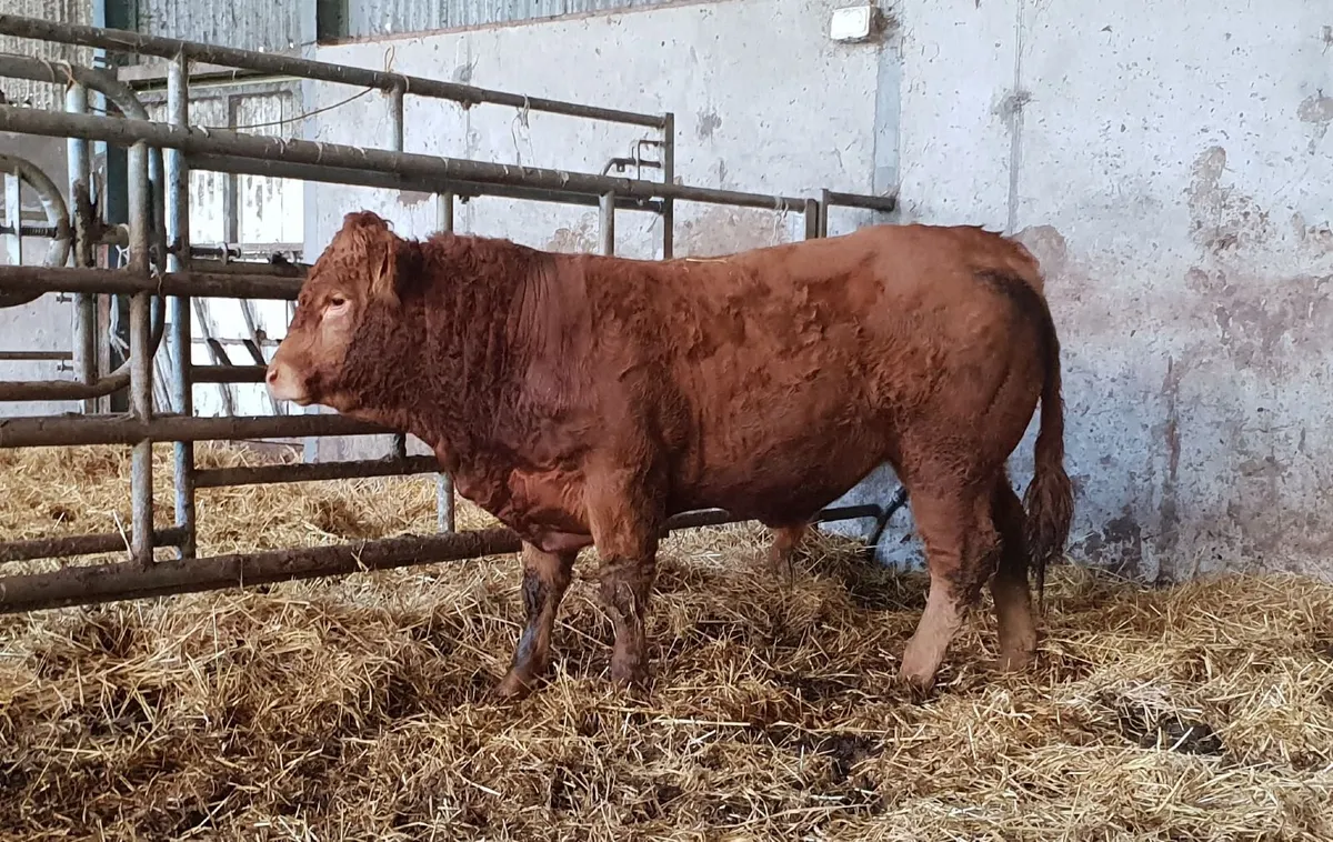 Pedigree Limousin Bull - Image 1