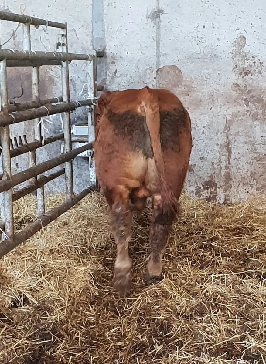Pedigree Limousin Bull - Image 2