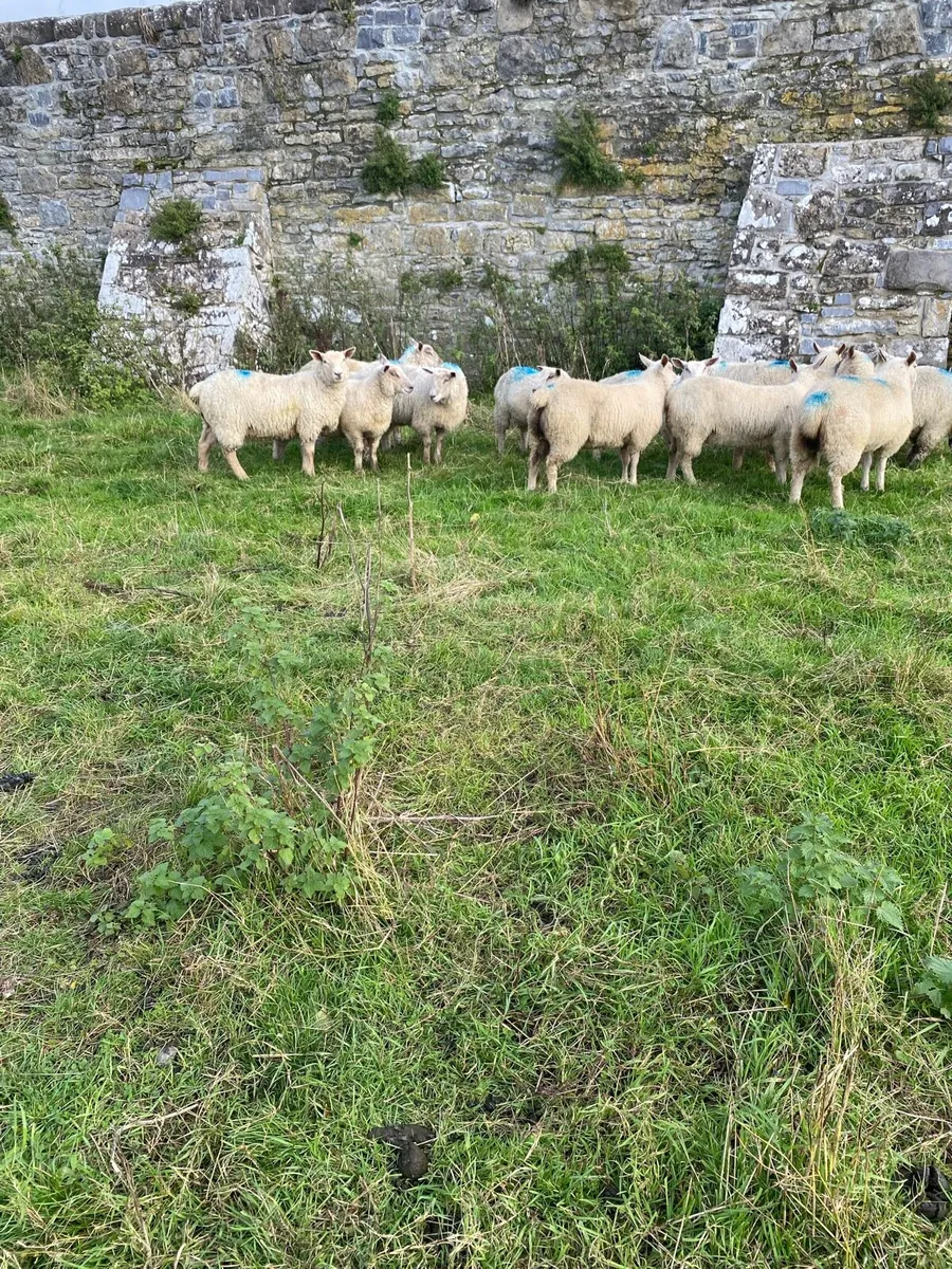 Ewe lambs - Image 1