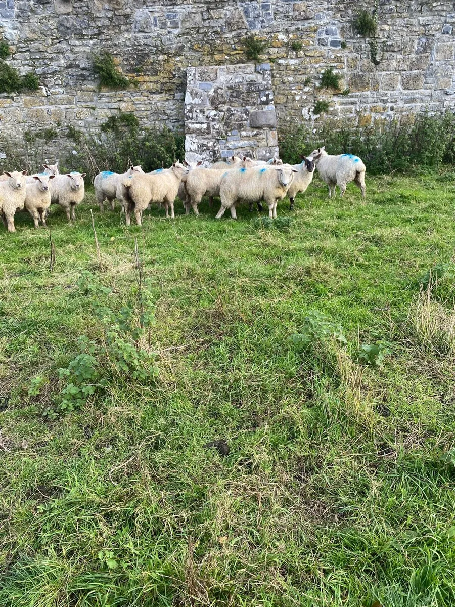 Ewe lambs - Image 2