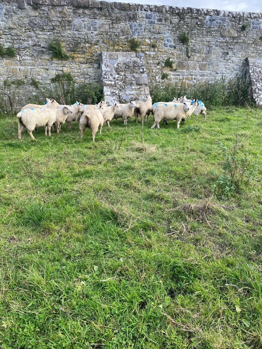 Ewe lambs - Image 3