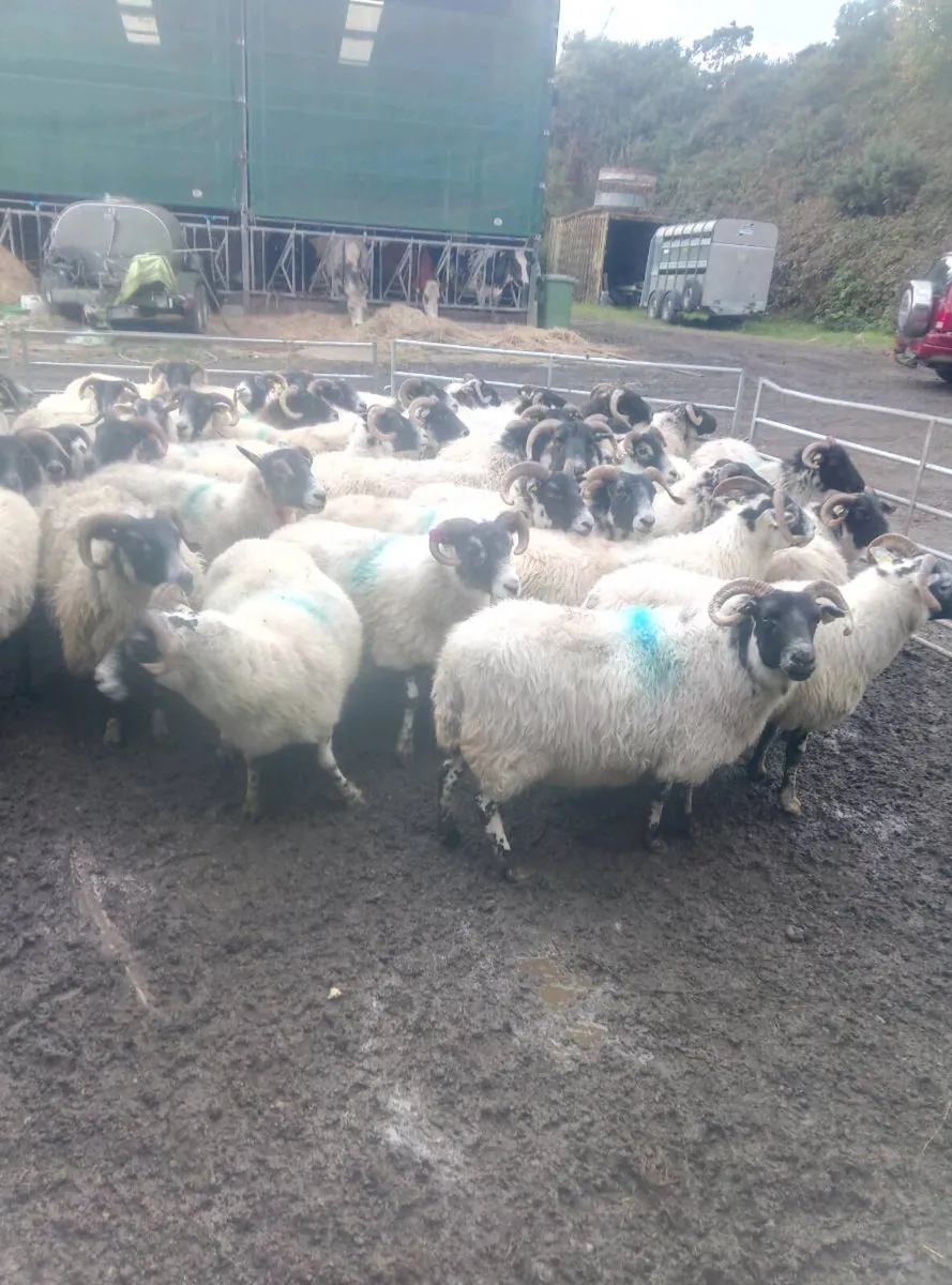 40 lanark ewes - Image 2