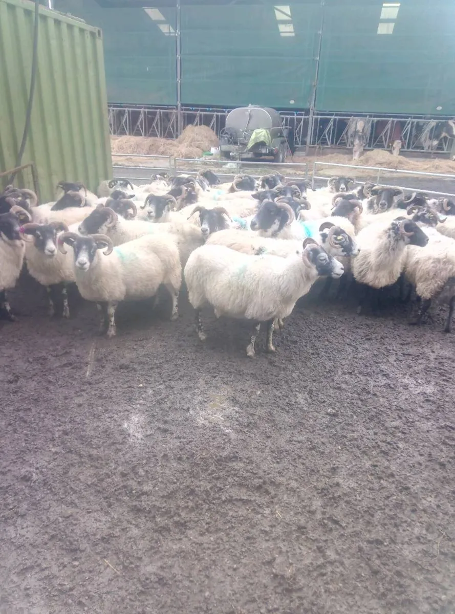 40 lanark ewes - Image 3