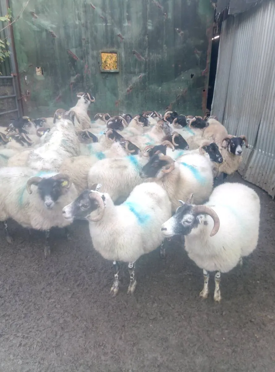 40 lanark ewes - Image 1