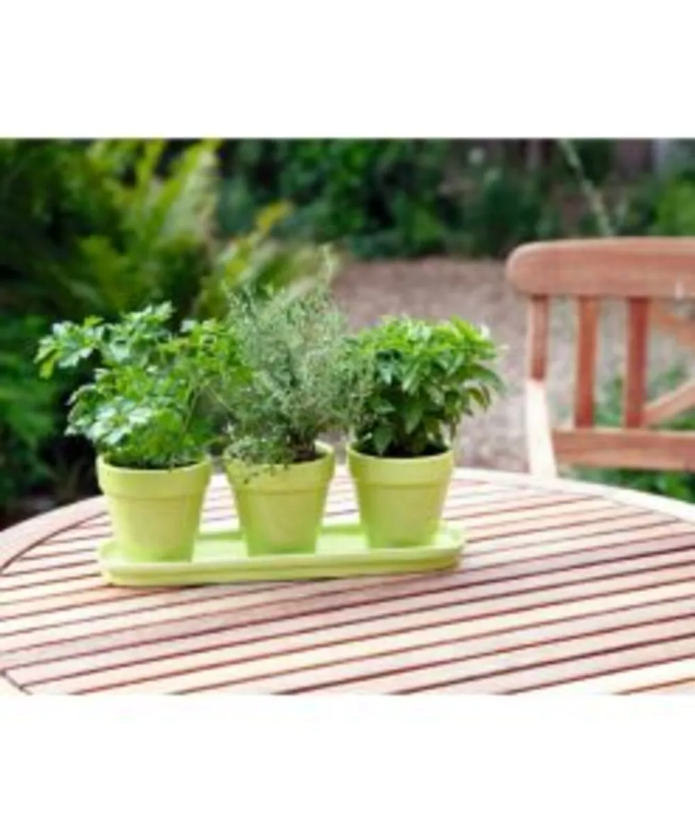 Buzzy Organic Kitchen Herb Gift Set FREE SHIPPING - Image 3