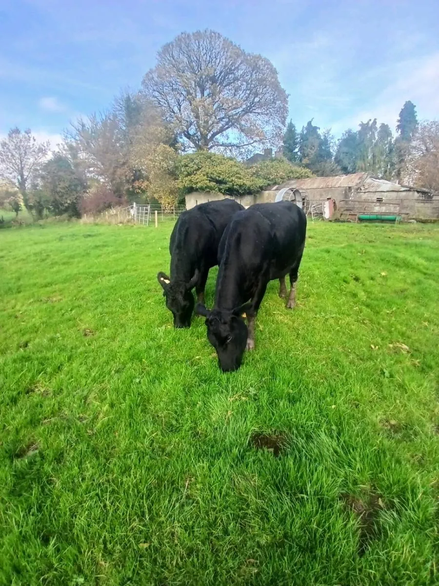 Heifers with calfs at foot - Image 2