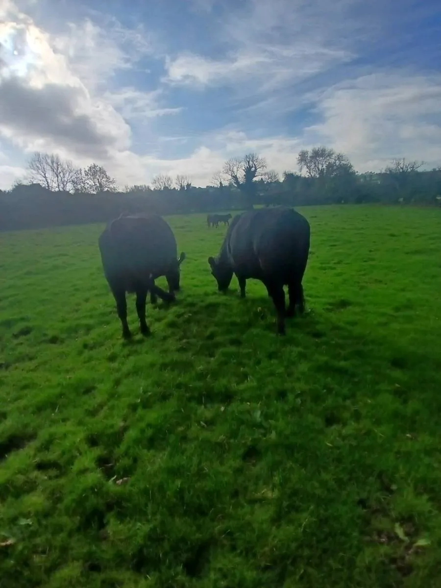 Heifers with calfs at foot - Image 1