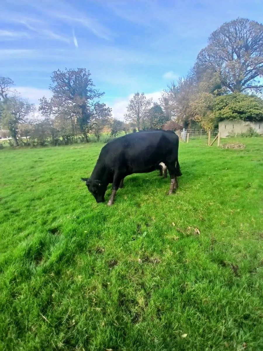 Heifers with calfs at foot - Image 3