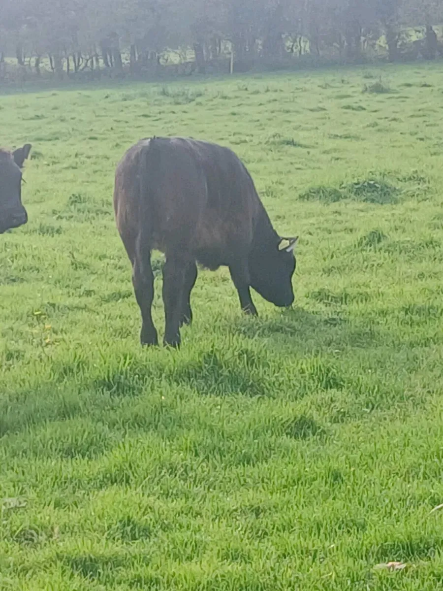Heifers with calfs at foot - Image 4