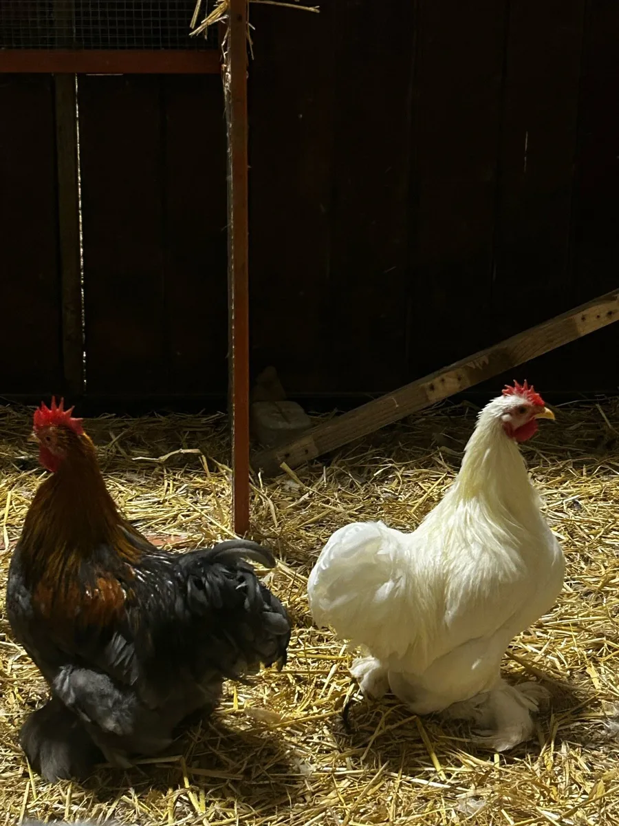 Pekin roosters - Image 1