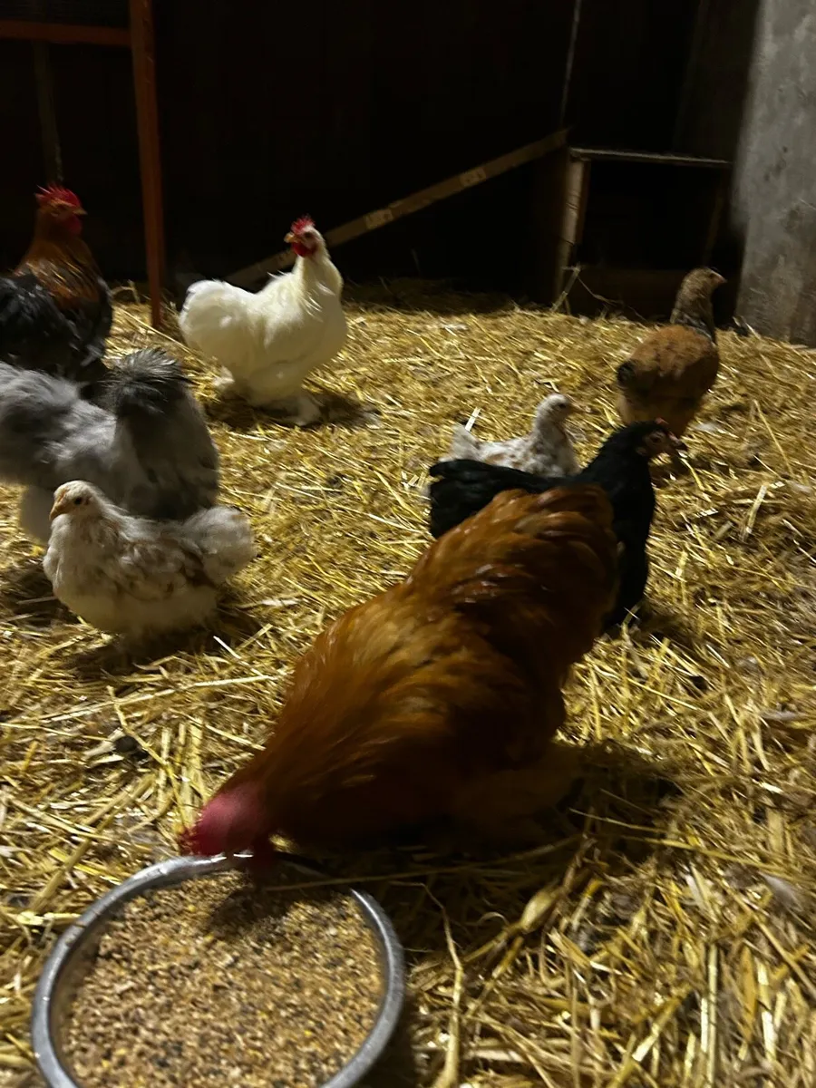 Pekin roosters - Image 2