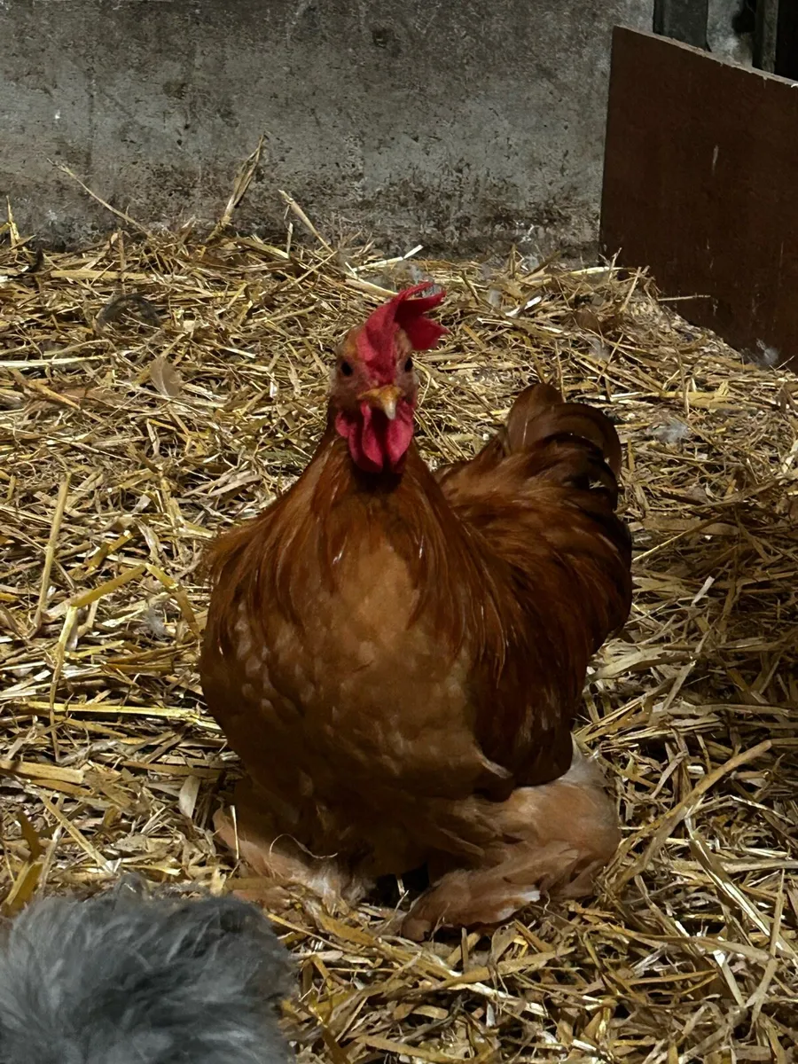 Pekin roosters - Image 4