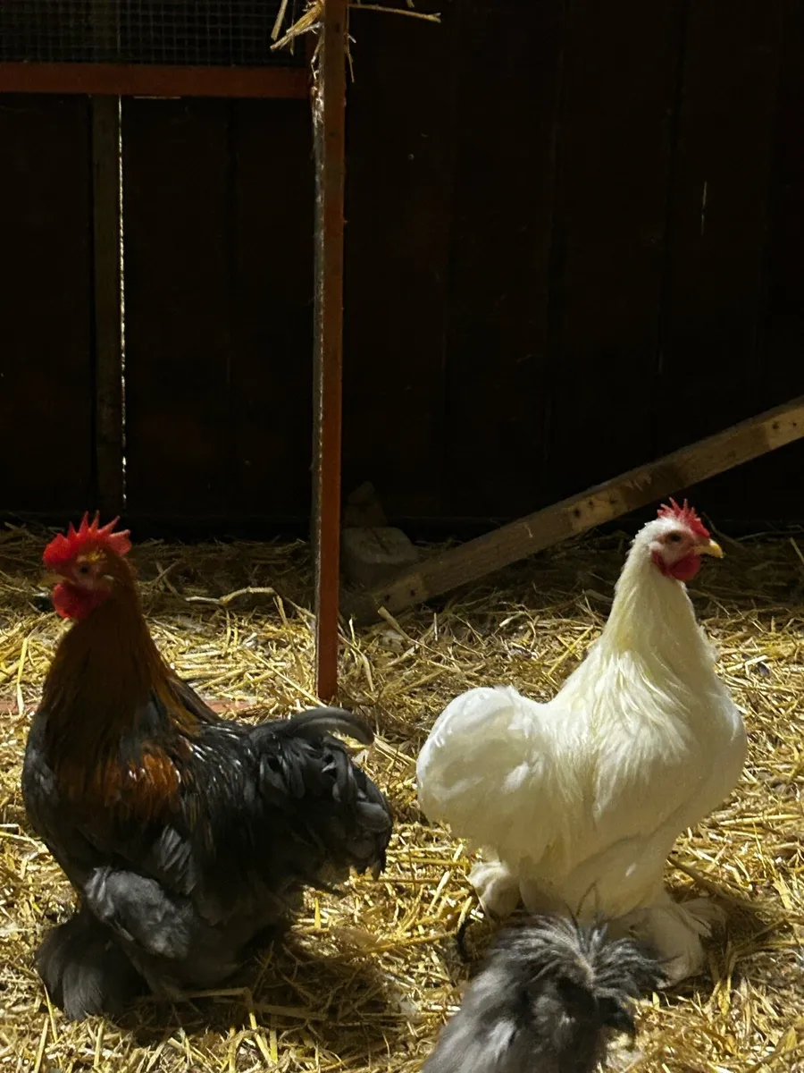 Pekin roosters - Image 3