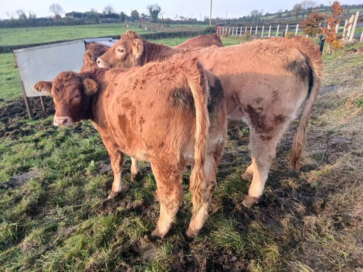 Weanling heifers - Image 1