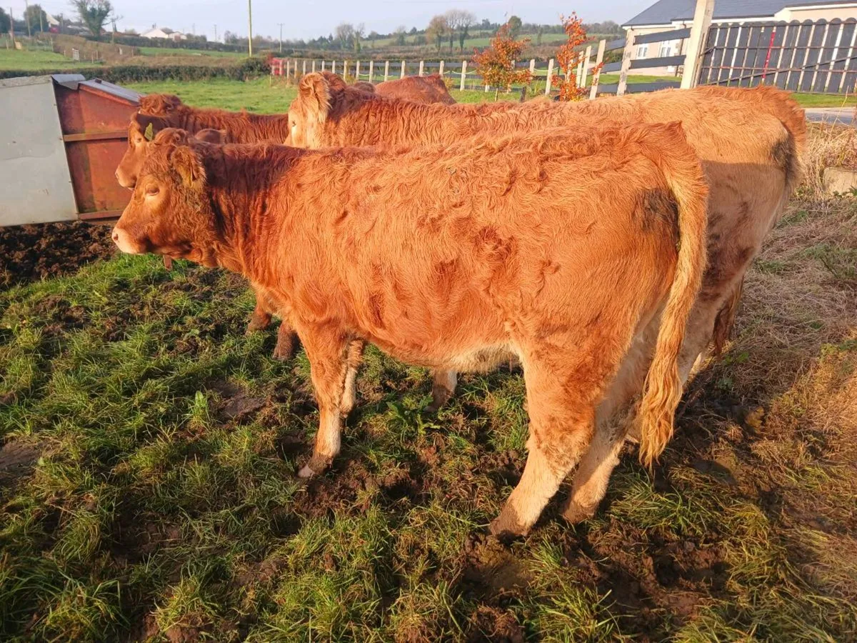 Weanling heifers - Image 2
