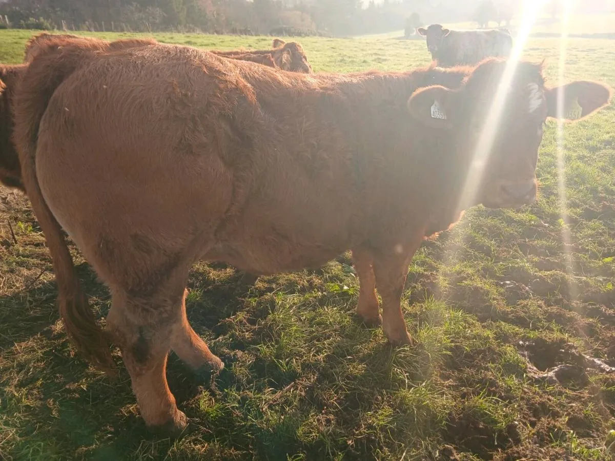 Weanling heifers - Image 3
