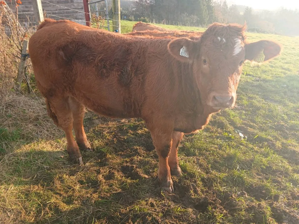 Weanling heifers - Image 4