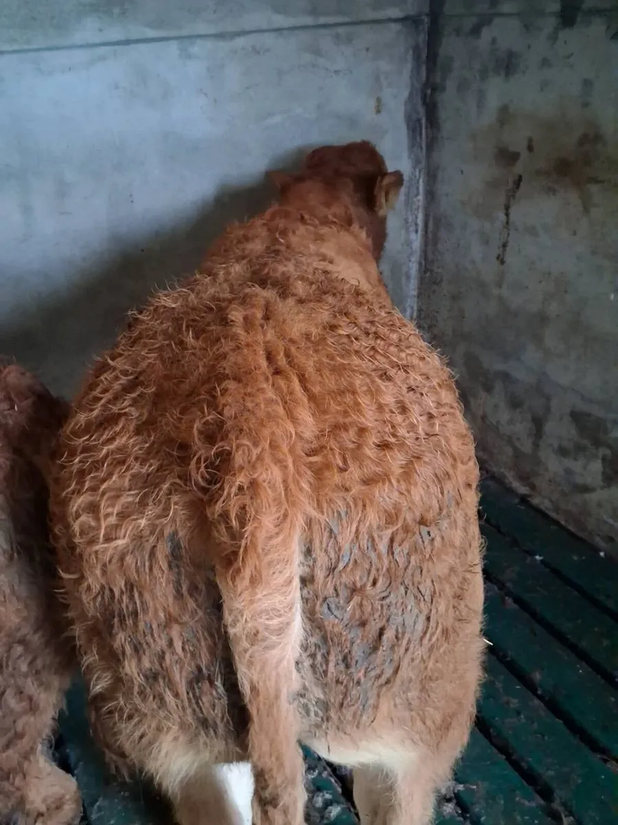 Organic weanling bulls - Image 1