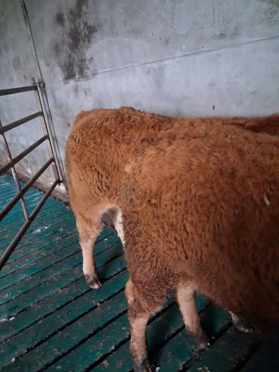Organic weanling bulls - Image 2
