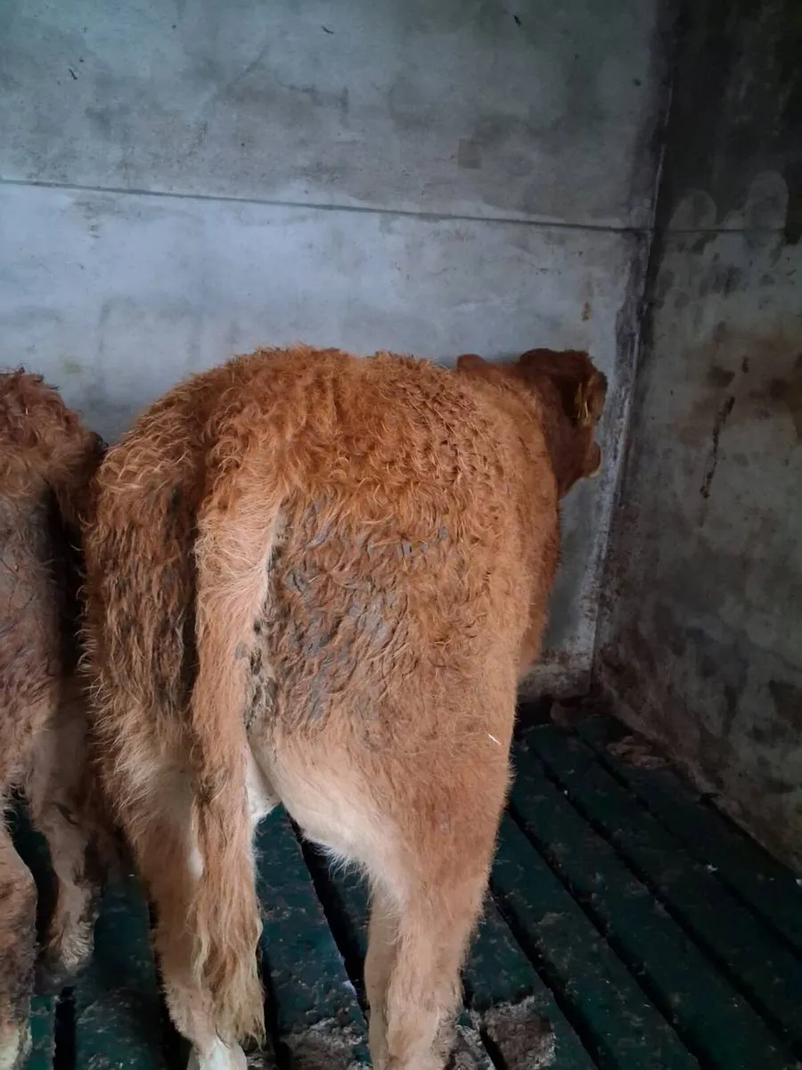 Organic weanling bulls - Image 3