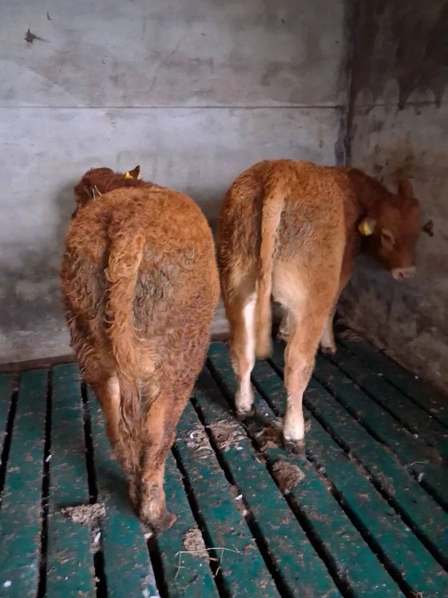 Organic weanling bulls - Image 4