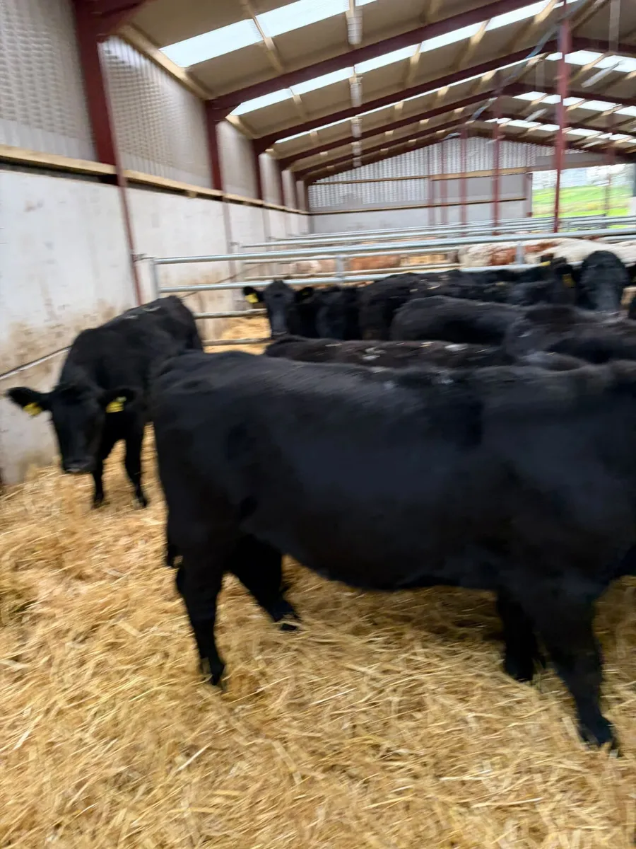 Angus heifers - Image 3