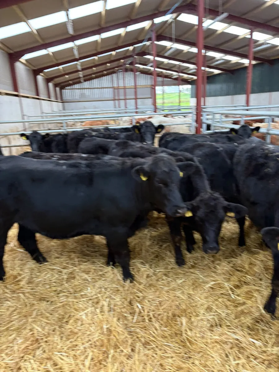 Angus heifers - Image 1