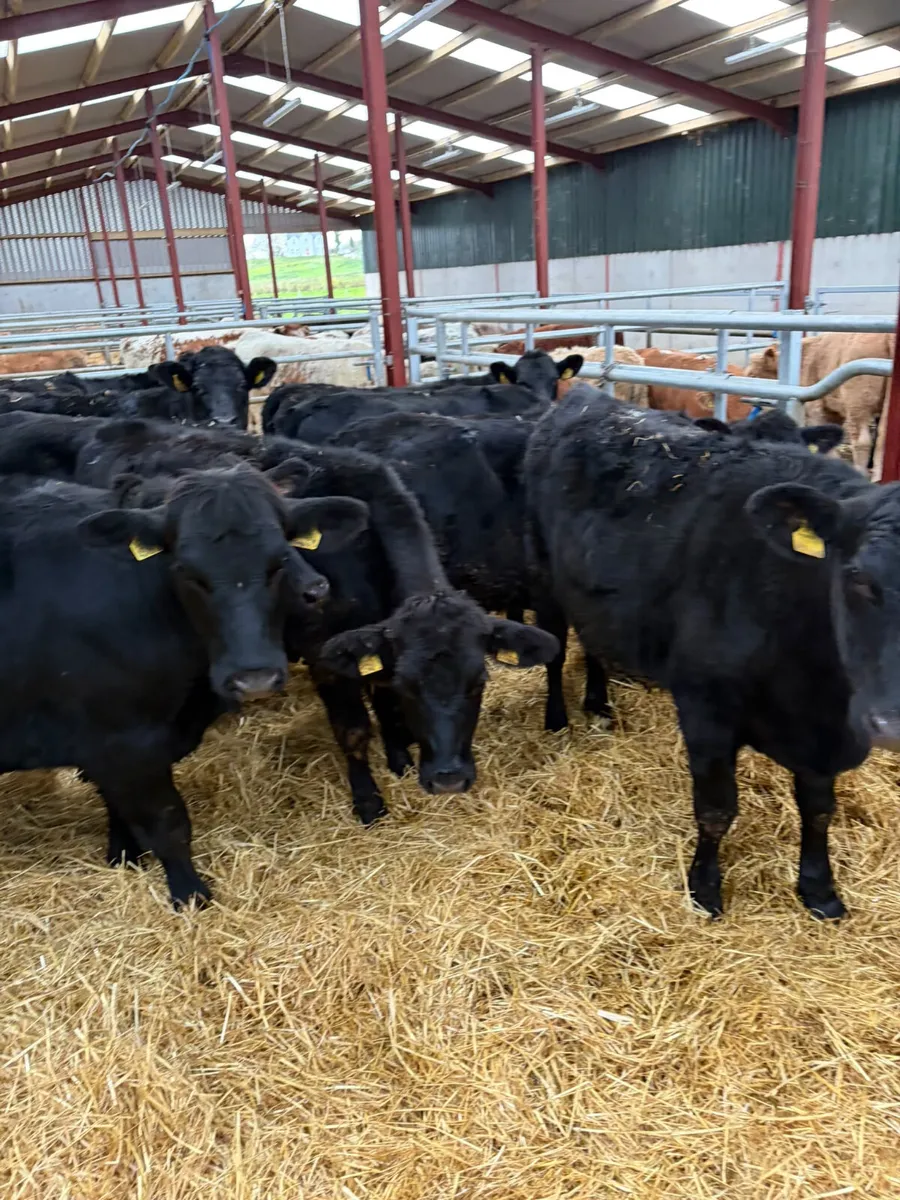 Angus heifers - Image 2