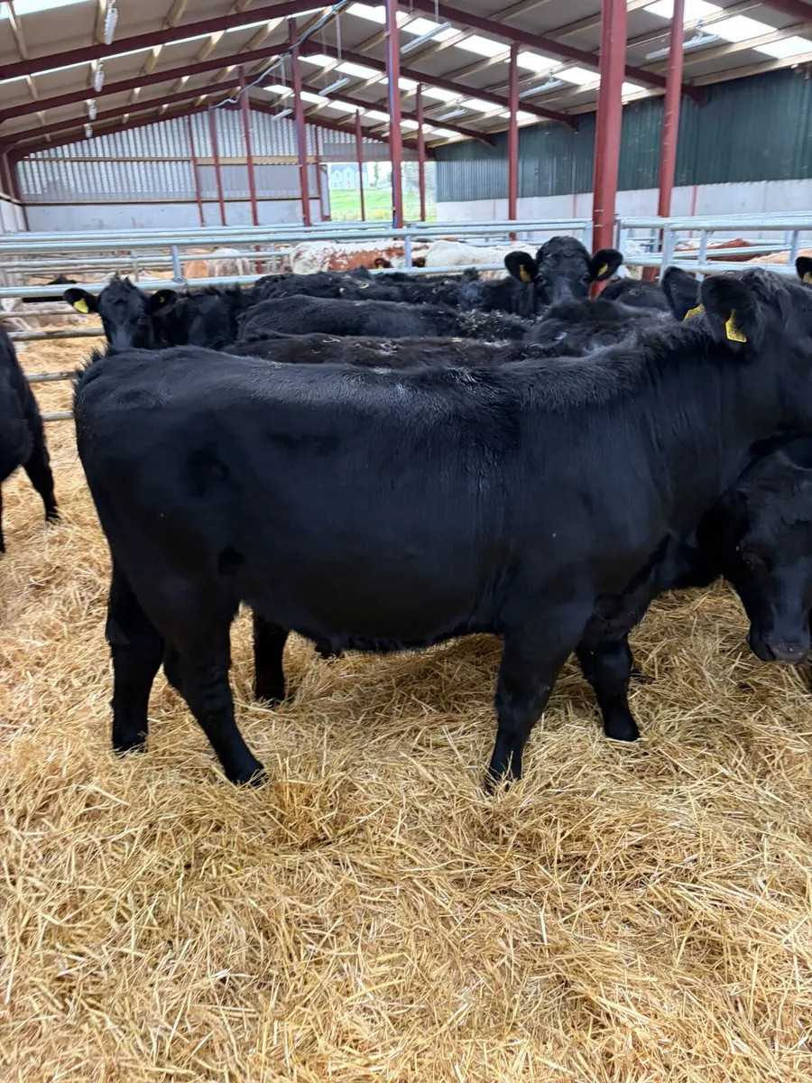 Angus heifers - Image 4